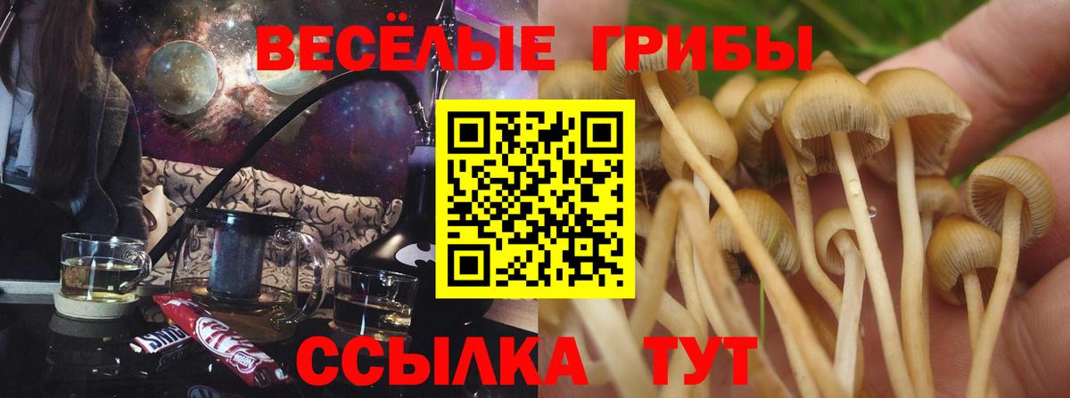 Луга  Псилоцибиновые грибы прущие грибы  Вход с VPN 
